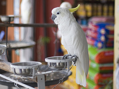 Ein weißer Kakadu sitzt auf einer Stange neben Fressnäpfen.