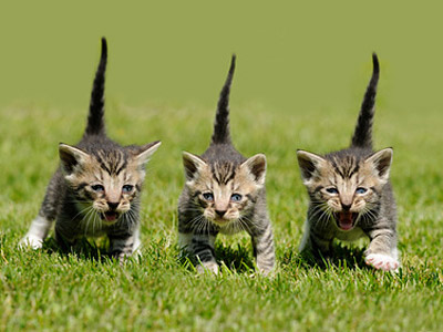 Drei neugierige Kätzchen, die auf grünem Gras laufen.
